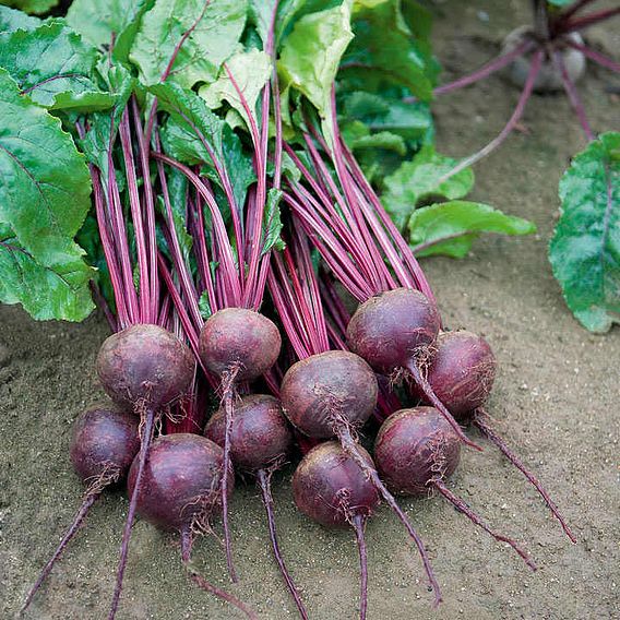 Beetroot (Organic) Seeds - Rhonda