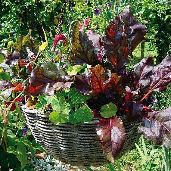 Beetroot 'Bulls Blood' - Seeds