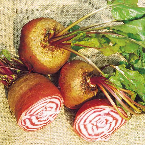 Beetroot Seeds - Chioggia