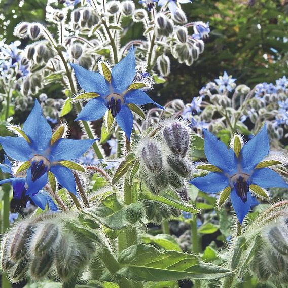 Borage 'Star Flower' - Seeds