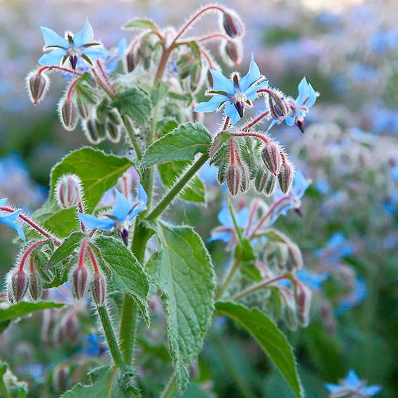 Herb Seeds - Borage