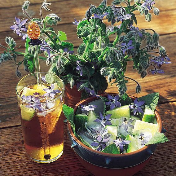 Herb Seeds - Borage