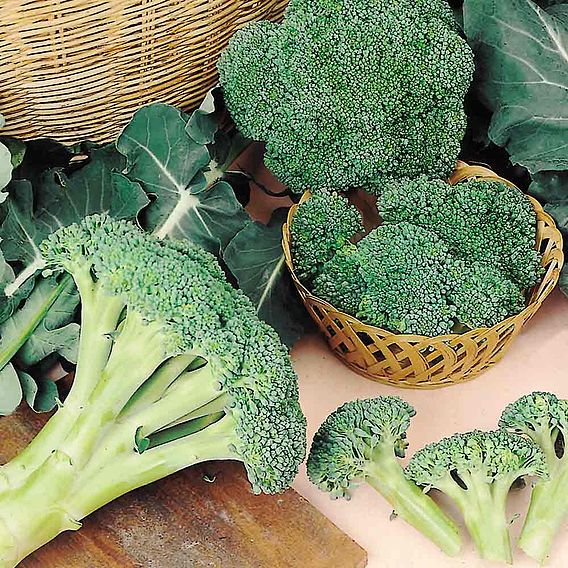 Broccoli Seeds - Autumn Spear