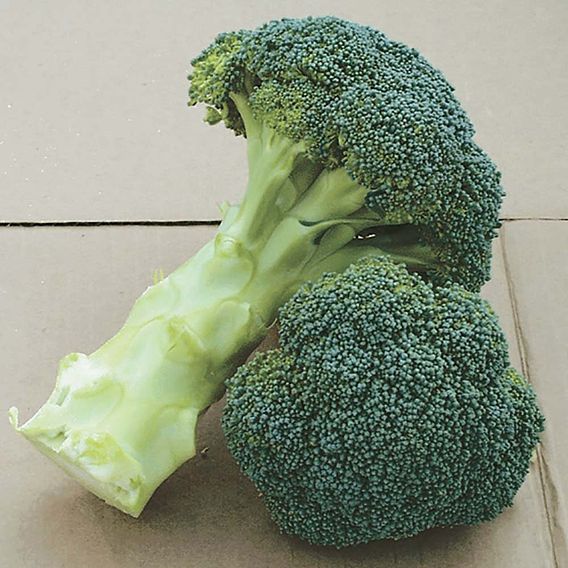 Broccoli Plants - Calabrese Continuity Collection