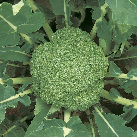 Broccoli Seeds - F1 Green Magic