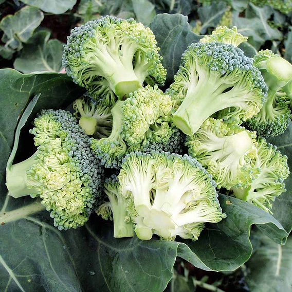 Broccoli Seeds - F1 Stromboli