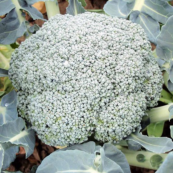 Broccoli Seeds - F1 Stromboli