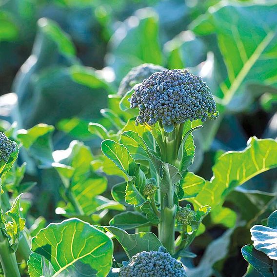 Broccoli F1 'Bellaverde® Sibsey' - Seeds