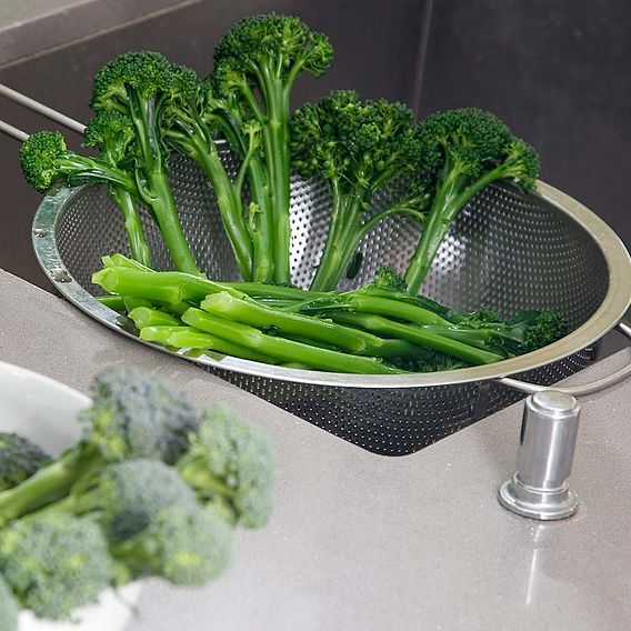 Broccoli F1 'Bellaverde® Sibsey' - Seeds