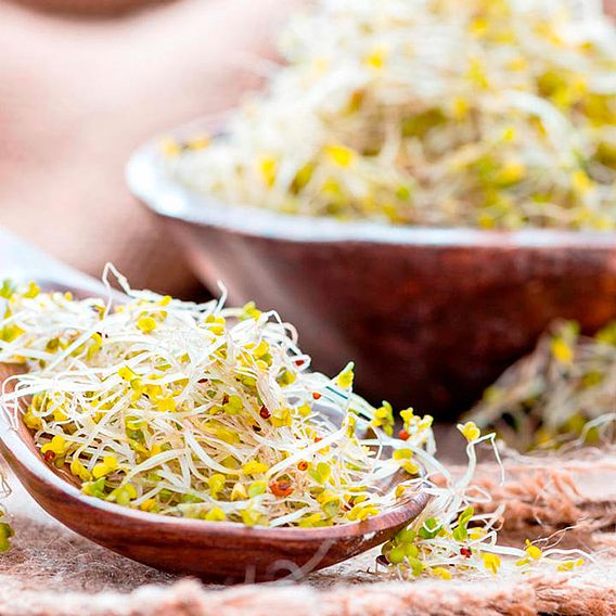 Sprouting 'Broccoli Green-Sprouting' - Seeds
