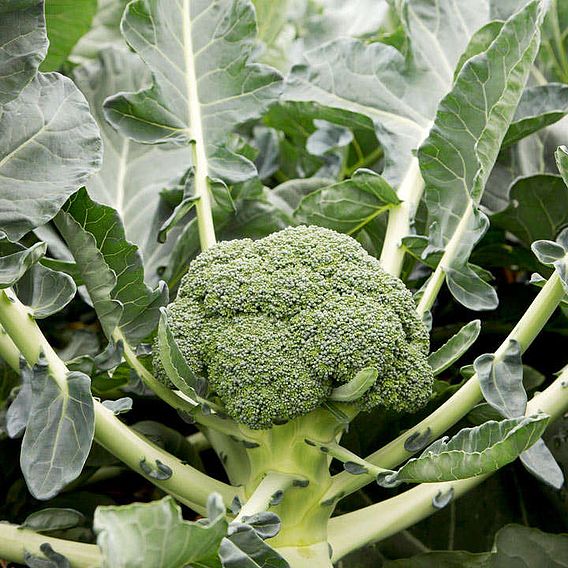 Broccoli Seeds - F1 Monclano