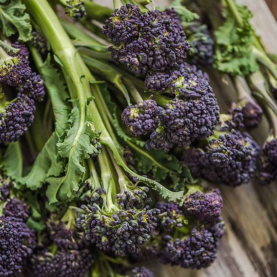 Broccoli 'Purple Sprouting Continuity Mix' - Seeds