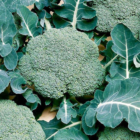 Broccoli Calabrese 'Belstar' F1 - Organic Seeds