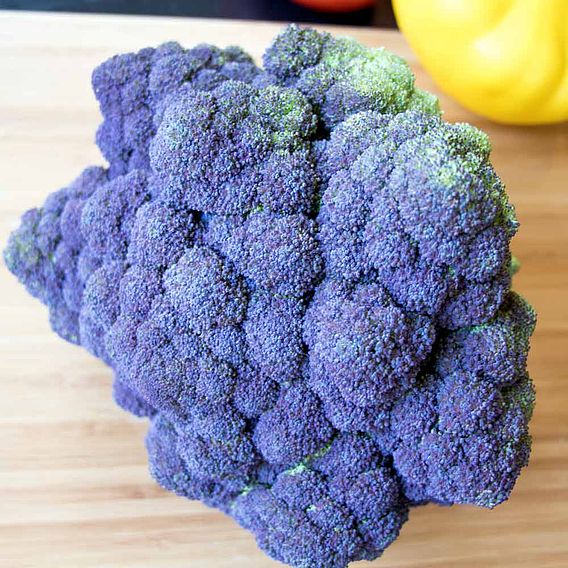 Broccoli 'Jacaranda'