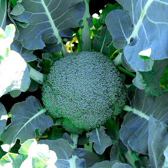 Broccoli Seeds - Gemini F1 