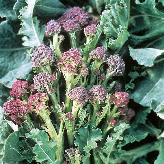 Broccoli Seeds - Purple Sprouting