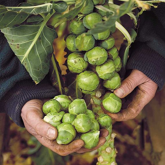 Brussels Sprout Seeds - F1 Brigitte