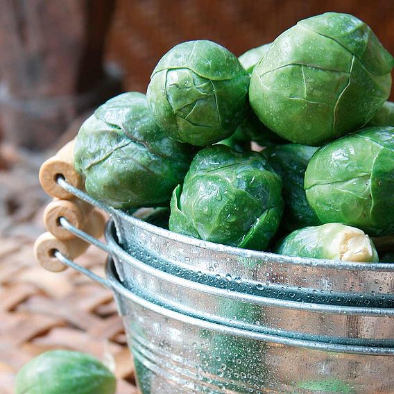 Brussels Sprout Seeds - F1 Crispus