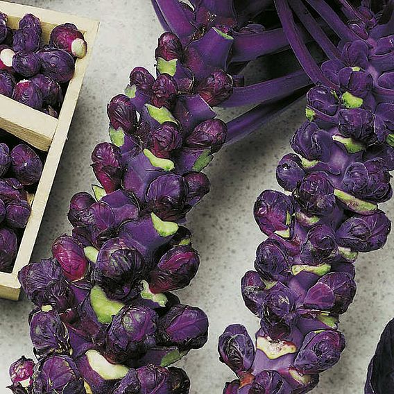 Brussels Sprout 'Red Ball' - Seeds