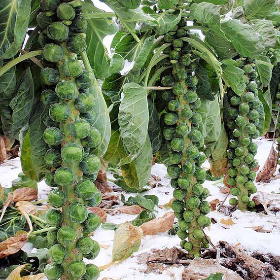 Brussels Sprout F1 'Brenden' - Seeds