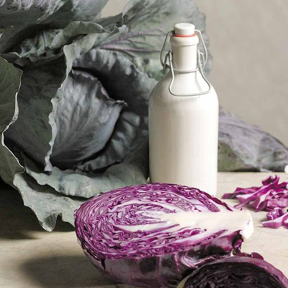 Cabbage 'Red Drumhead' - Seeds