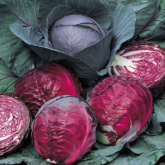 Cabbage Seeds - Red Drumhead