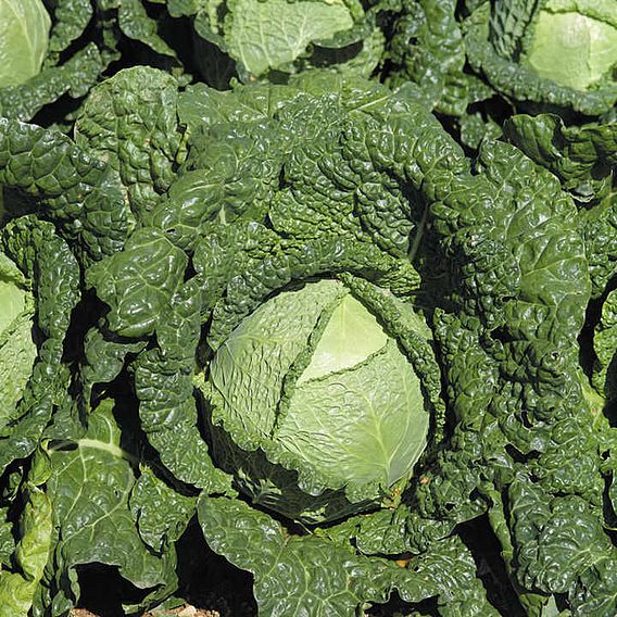 Savoy Cabbage - Seed Tape