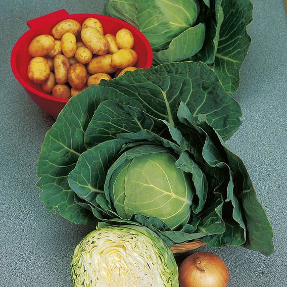Cabbage Seeds - Golden Acre Primo