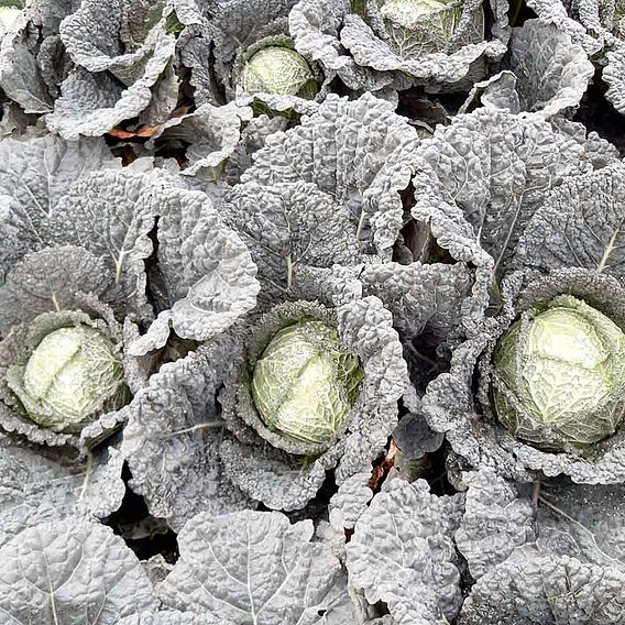 Cabbage (Savoy) Seeds - F1 Serpentine