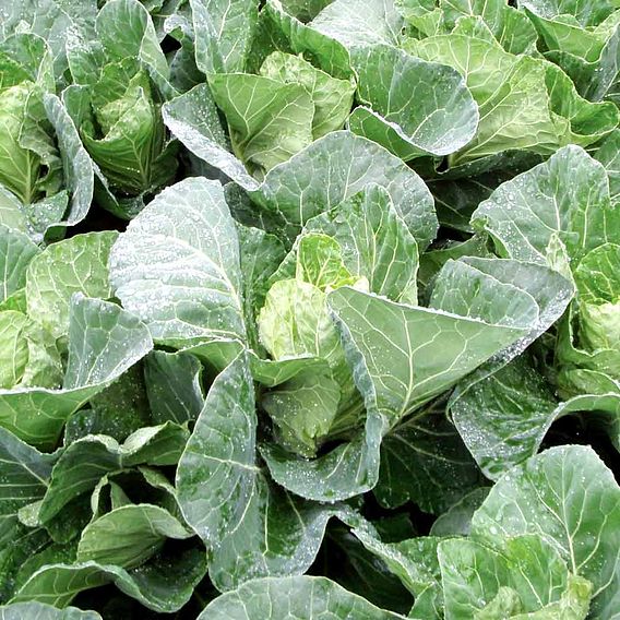 Cabbage Seeds - F1 Winterjewel