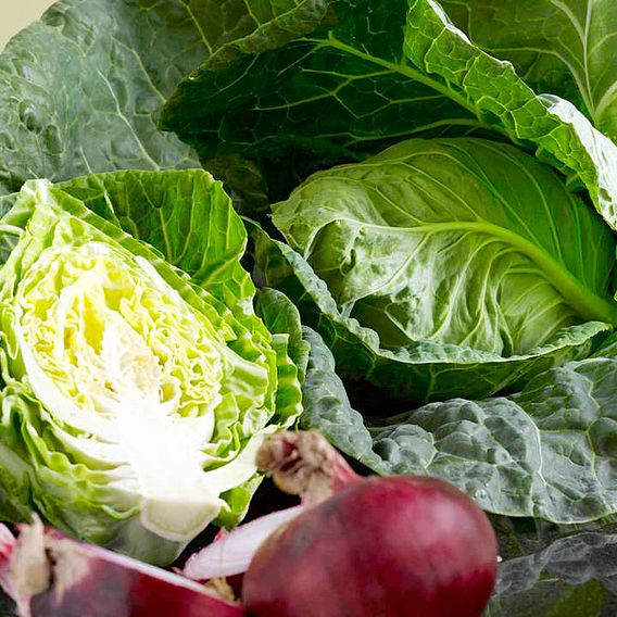 Cabbage 'Wheelers Imperial' - Seeds