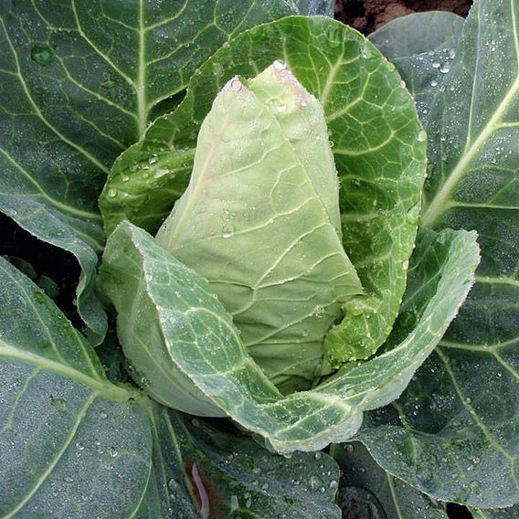 Cabbage F1 'Dutchman' - Seeds