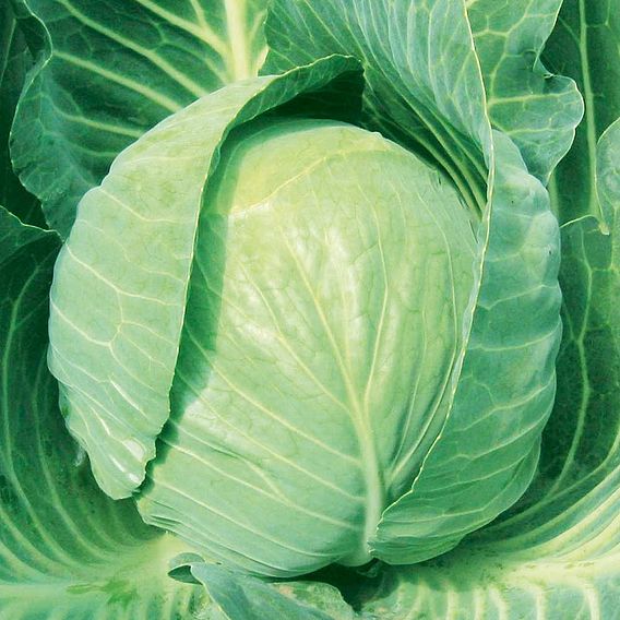 Cabbage Seeds - F1 Mozart