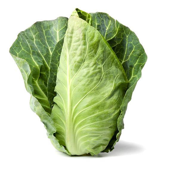 Cabbage Pointed Continuity Duo