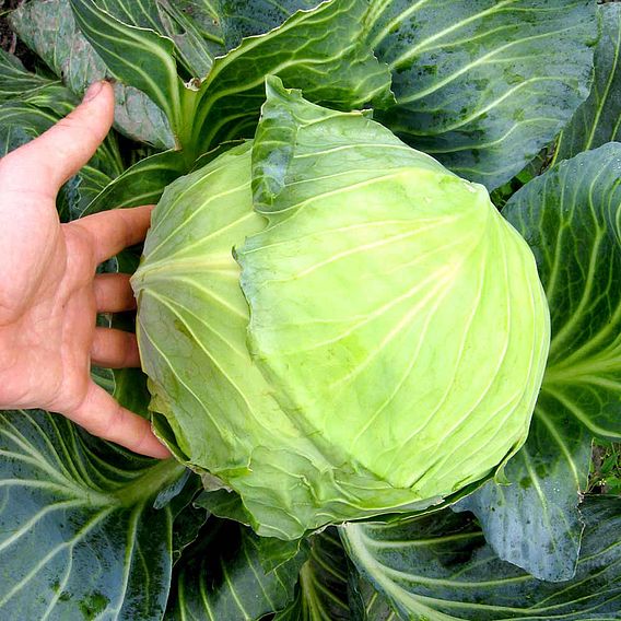 Cabbage Plants - Round Continuity Collection