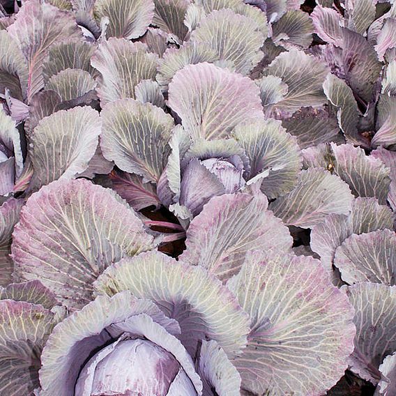 Cabbage 'Lodero' F1 Hybrid (Autumn Red Cabbage)