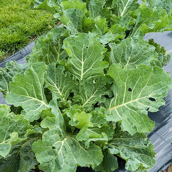 Cabbage (Collard) F1 'Sweetie' - Seeds