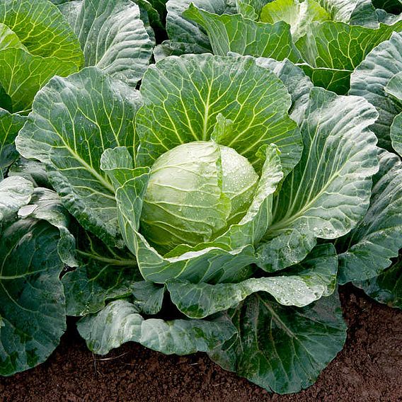 Cabbage Seeds - F1 Sunta