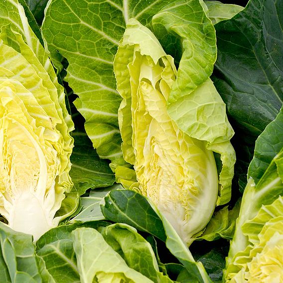 Cabbage F1 'Summer Jewel' - Seeds