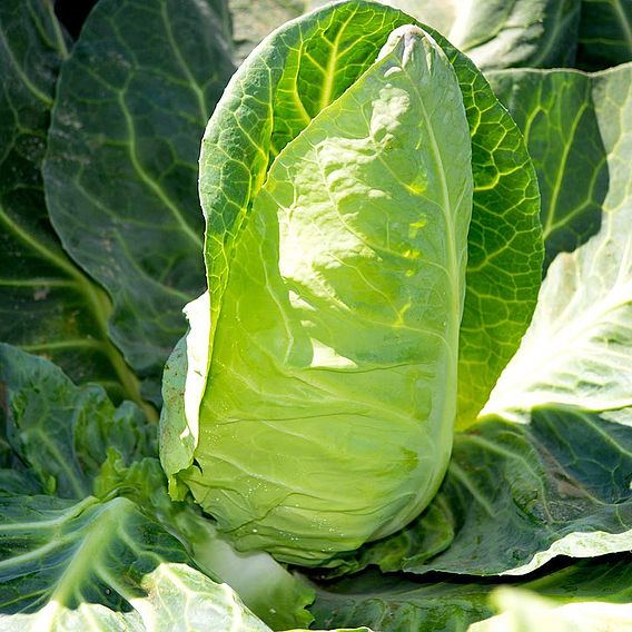 Cabbage F1 'Summer Jewel' - Seeds