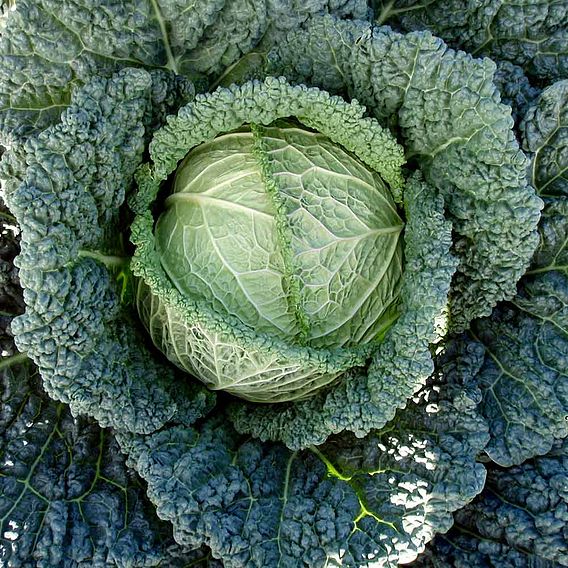 Cabbage (Savoy) F1 'Serpentine' - Seeds