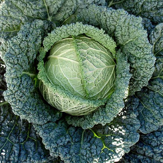 Cabbage (Savoy) Seeds - F1 Serpentine