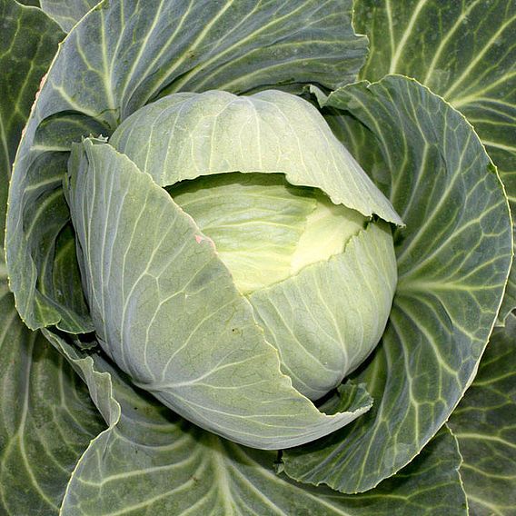 Cabbage (Organic) Seeds - Drago F1