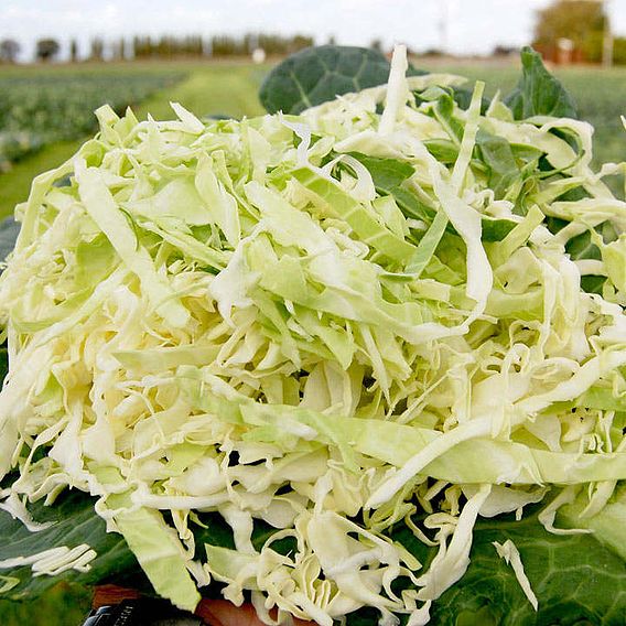 Cabbage 'Cabbice' F1 - Seeds