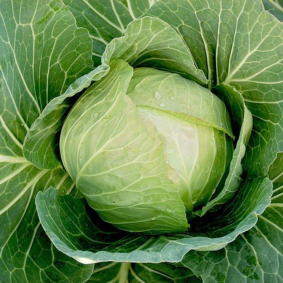 Cabbage 'Cabbice' F1 - Seeds