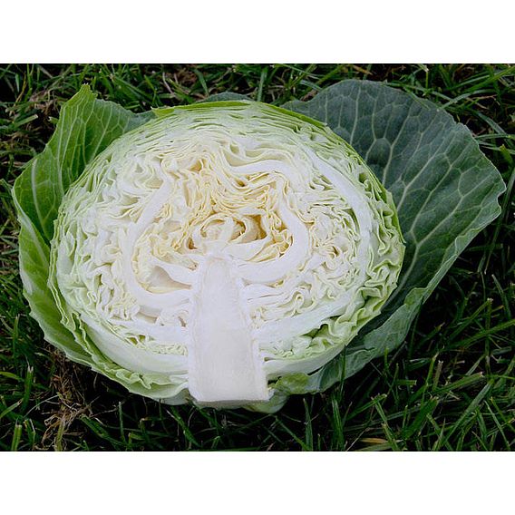 Cabbage 'Cabbice' F1 - Seeds