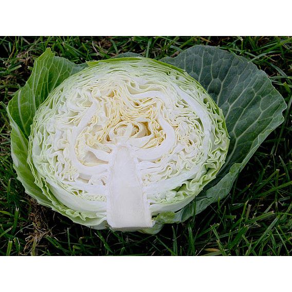 Cabbage Seeds - Cabbice F1