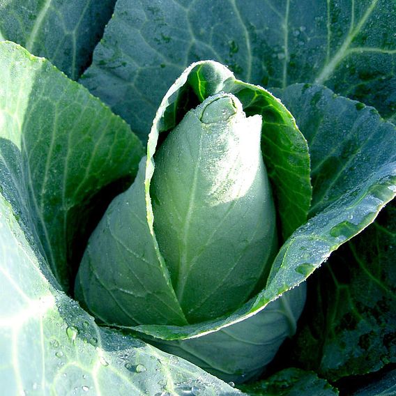 Cabbage 'Caraflex' F1 - Organic Seeds