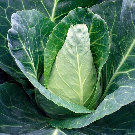 Cabbage (Organic) Seeds - Caraflex F1