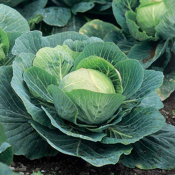 Cabbage Plants - F1 Kilazol